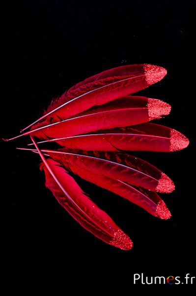 Faisan commun avec paillettes rouges - 15-20 cm - carmin